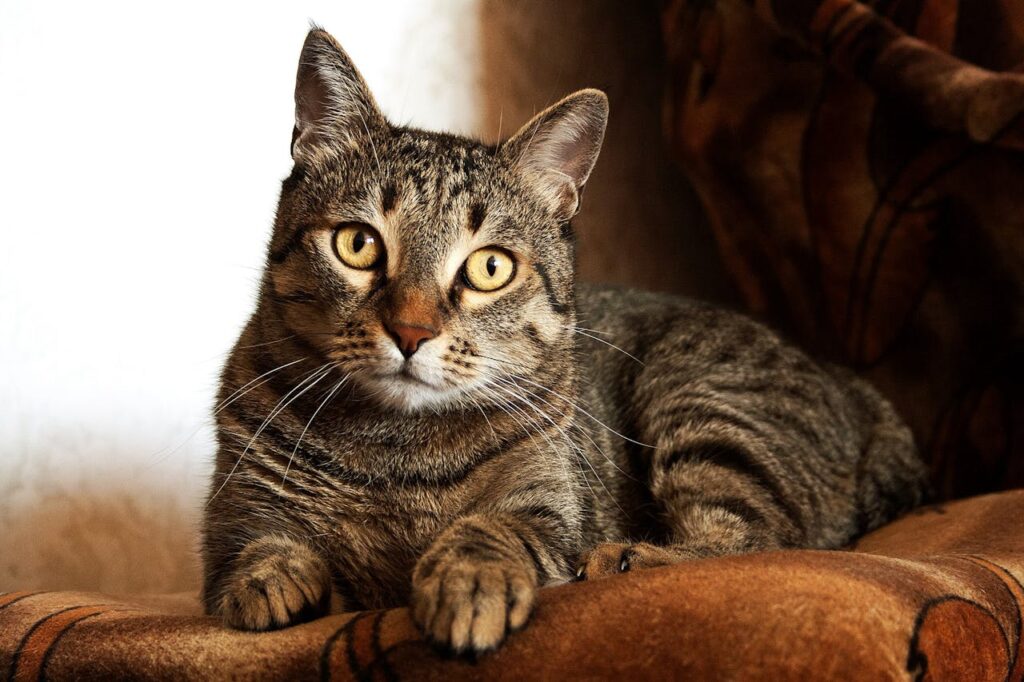 Oldest Cat in the World: 5 Record-Breaking Felines | Babloo Tips Oldest Cat in the World